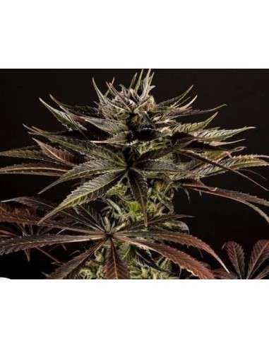 PHILOSOPHER SEEDS - Spicy CBD - 1