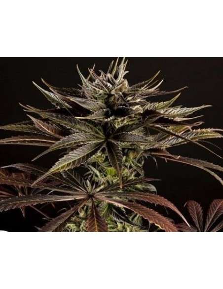 PHILOSOPHER SEEDS - Spicy CBD - 1