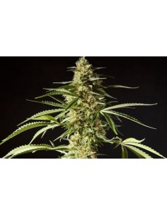PHILOSOPHER SEEDS - Philo Skunk - 1