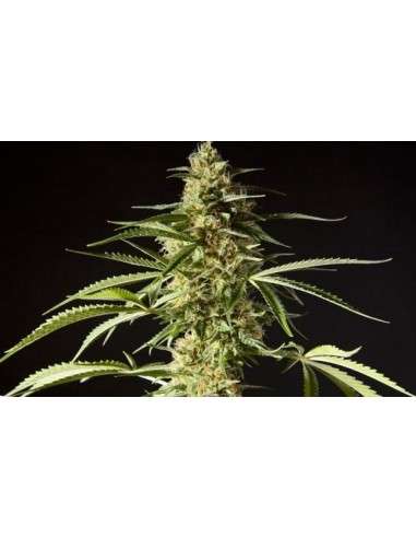 PHILOSOPHER SEEDS - Philo Skunk - 1