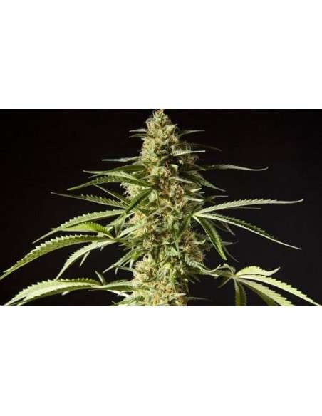 PHILOSOPHER SEEDS - Philo Skunk - 1