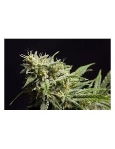 PHILOSOPHER SEEDS - Fruity Jack - 1