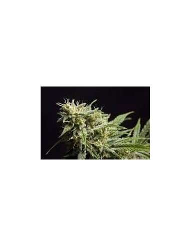 PHILOSOPHER SEEDS - Fruity Jack - 1