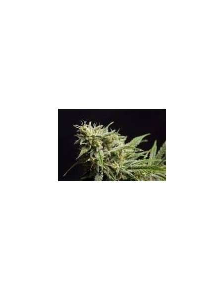 PHILOSOPHER SEEDS - Fruity Jack - 1