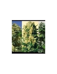 POSITRONICS - Indica Collector - 1