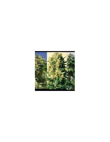 POSITRONICS - Indica Collector - 1