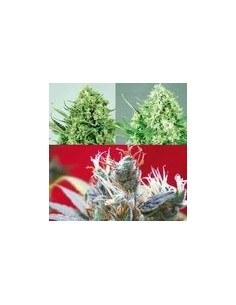 POSITRONICS - Sativa Collector - 1