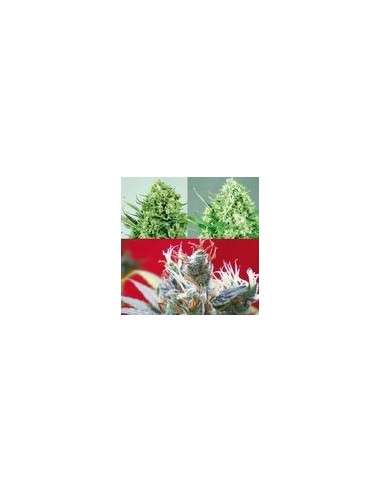 POSITRONICS - Sativa Collector - 1