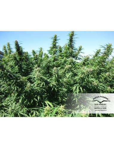 DUTCH PASSION - Blueberry - 7