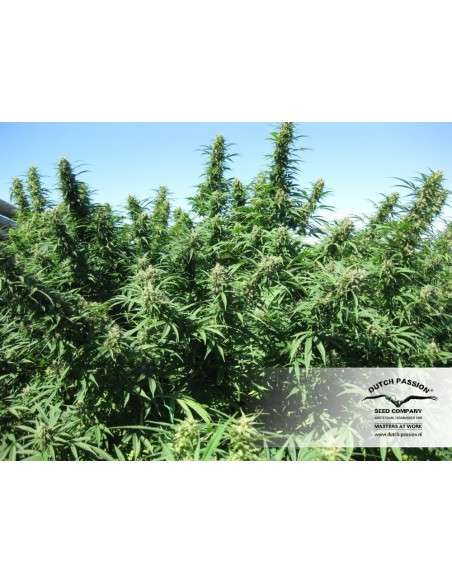 DUTCH PASSION - Blueberry - 7