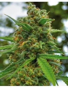 POSITRONICS - Grapefruit - 1