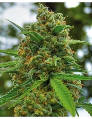 POSITRONICS - Grapefruit - 1