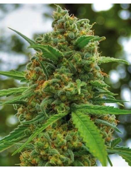 POSITRONICS - Grapefruit - 1