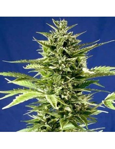 POSITRONICS - Jack Diesel Express - 1