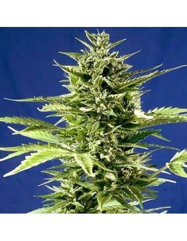 POSITRONICS - Jack Diesel Express - 1