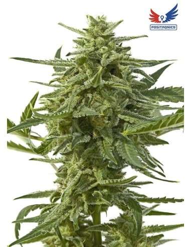 POSITRONICS - Northern Haze Express - 1