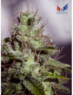 POSITRONICS - Supercheese Express - 1
