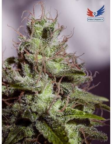 POSITRONICS - Supercheese Express - 1