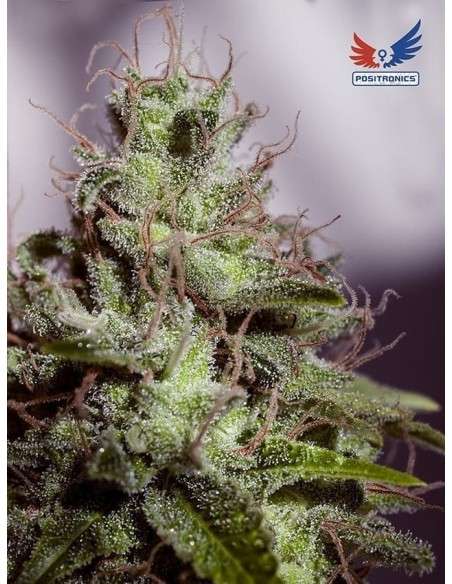 POSITRONICS - Supercheese Express - 1