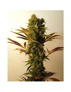 RESIN SEEDS - Hammershark - 1