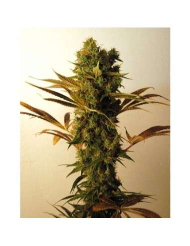 RESIN SEEDS - Hammershark - 1