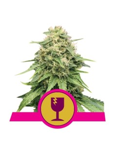 ROYAL QUEEN SEEDS - Critical - 1
