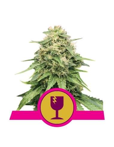 ROYAL QUEEN SEEDS - Critical - 1