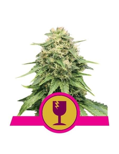 ROYAL QUEEN SEEDS - Critical - 1