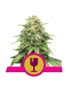 ROYAL QUEEN SEEDS - Critical - 1