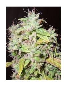 RESIN SEEDS - Sour P - 1