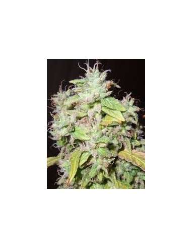 RESIN SEEDS - Sour P - 1