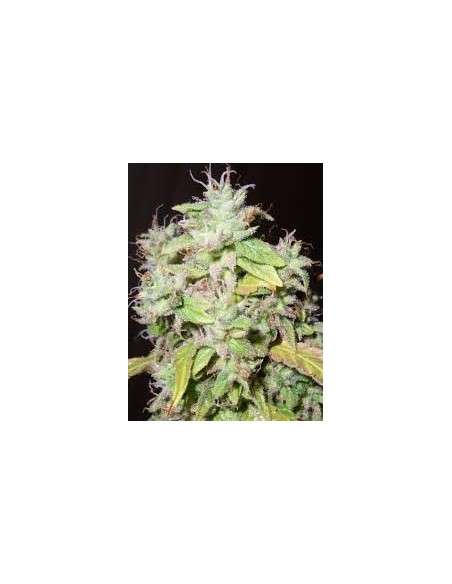 RESIN SEEDS - Sour P - 1