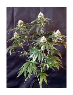 RESERVA PRIVADA - Tangie - 1