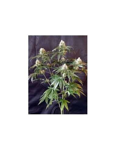 RESERVA PRIVADA - Tangie - 1
