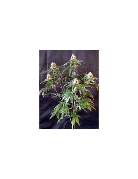 RESERVA PRIVADA - Tangie - 1
