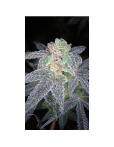 RESERVA PRIVADA - The OG 18 - 1