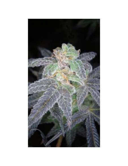 RESERVA PRIVADA - The OG 18 - 1
