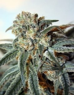 RIPPER SEEDS - Zombie Kush - 1 2