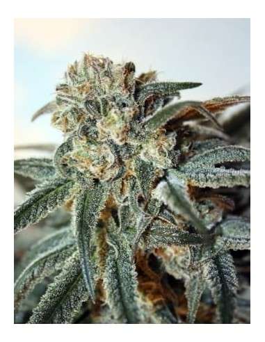 RIPPER SEEDS - Zombie Kush - 2