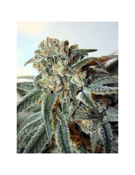 RIPPER SEEDS - Zombie Kush - 2