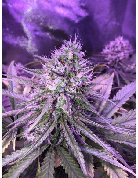 RIPPER SEEDS - Zombie Kush - 3