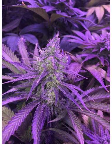 RIPPER SEEDS - Zombie Kush - 4