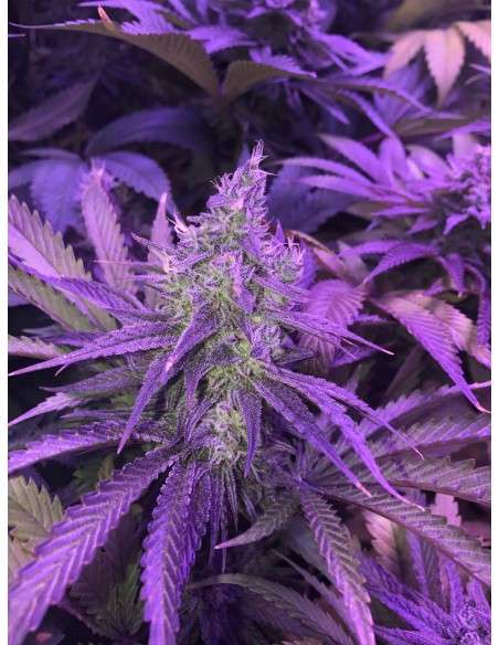 RIPPER SEEDS - Zombie Kush - 4
