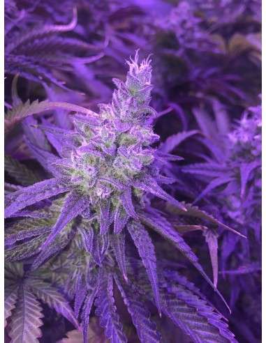 RIPPER SEEDS - Zombie Kush - 5