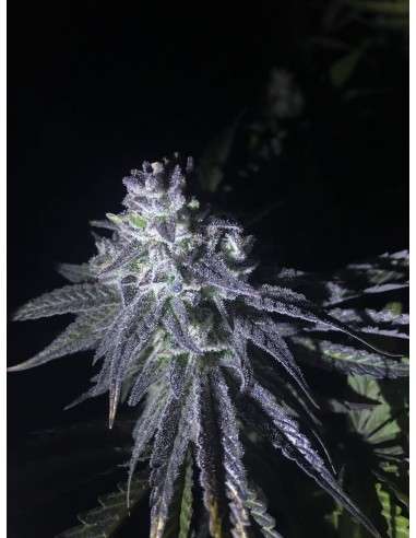 RIPPER SEEDS - Zombie Kush - 6