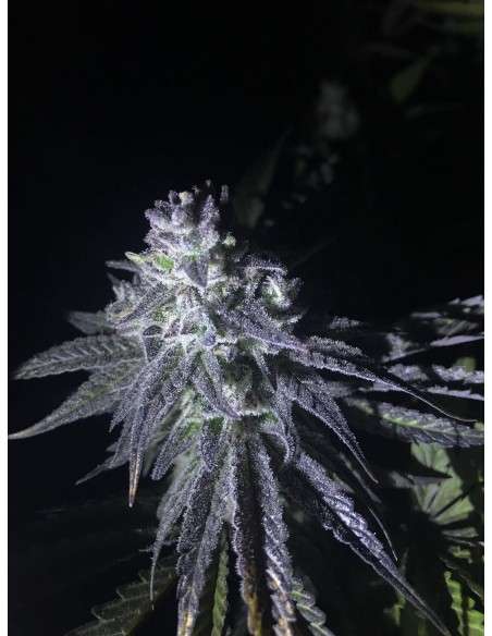 RIPPER SEEDS - Zombie Kush - 6