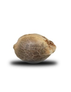 ROYAL QUEEN SEEDS - Critical - 1 2