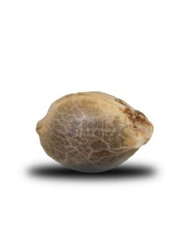 ROYAL QUEEN SEEDS - Critical - 2