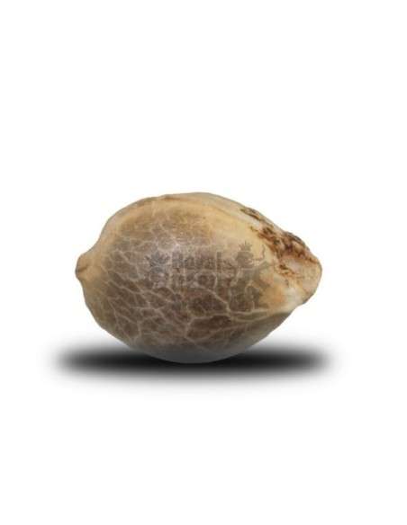 ROYAL QUEEN SEEDS - Critical - 2