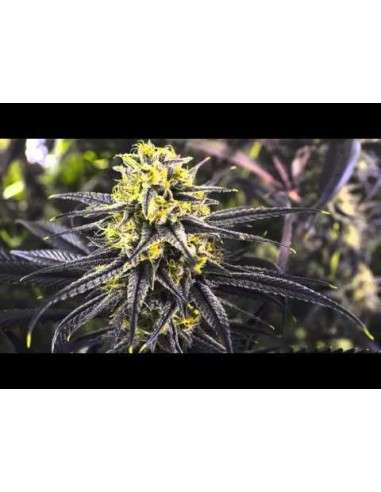 RIPPER SEEDS - Zombie Kush - 7